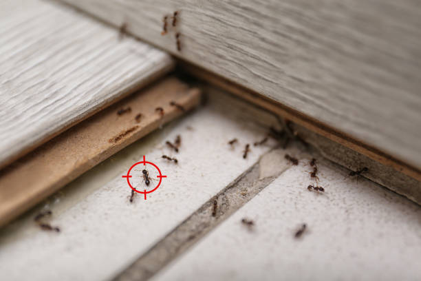 Trusted Serenada, TX Pest Control Experts